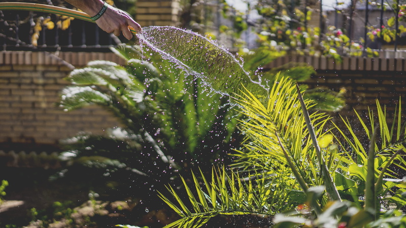 garden, wet, growth, beauty in nature, gardening, motion, daytime, focus on foreground, 2K, green color, selective focus, day, plant part, outdoors, hosepipe