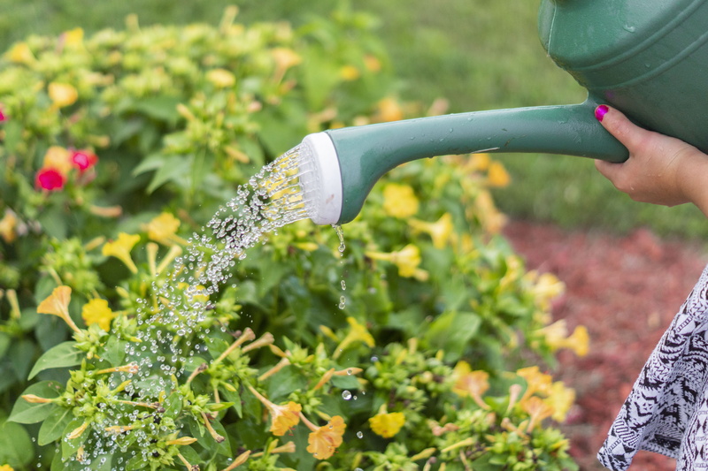 gardening equipment, active, gardening, close-up, growth, human body part, hands, green color, focus on foreground, watering, plants, hand, women, color