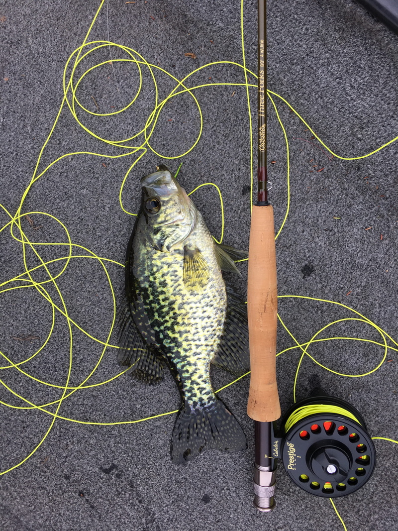 vertebrate, one animal, day, pescado, outdoors, close-up, fishing, beside, no people, fishing rod, mammal, domestic, hose, directly above, fly, rod, garden hose