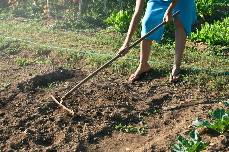 sharp, field, nature, equipment, farm, metal, dirt, wooden handle, caucasian, season, garden hose, farming, garden rake, plant, handle, female, grass, tool