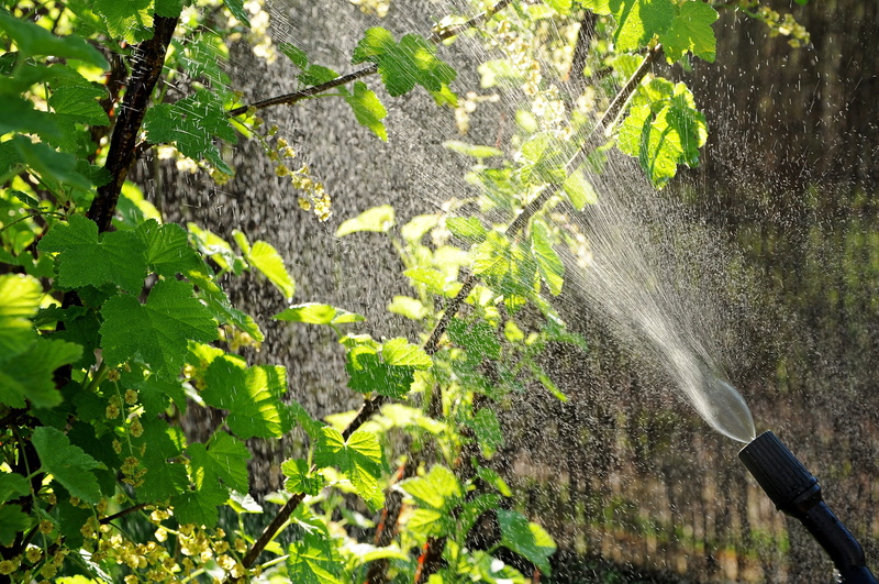plant part, the light, drops, motion, tree trunk, eco-friendly, plant, green color, beauty in nature, of plant protection products, 4K, pests, gardening