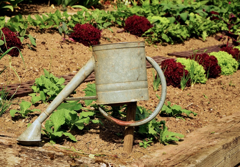 hanging, garden hose, brown, outdoors, green, 4K, harvest, irrigation, crop, gardener, casting, equipment, agriculture, no people, still life, eat, leaf