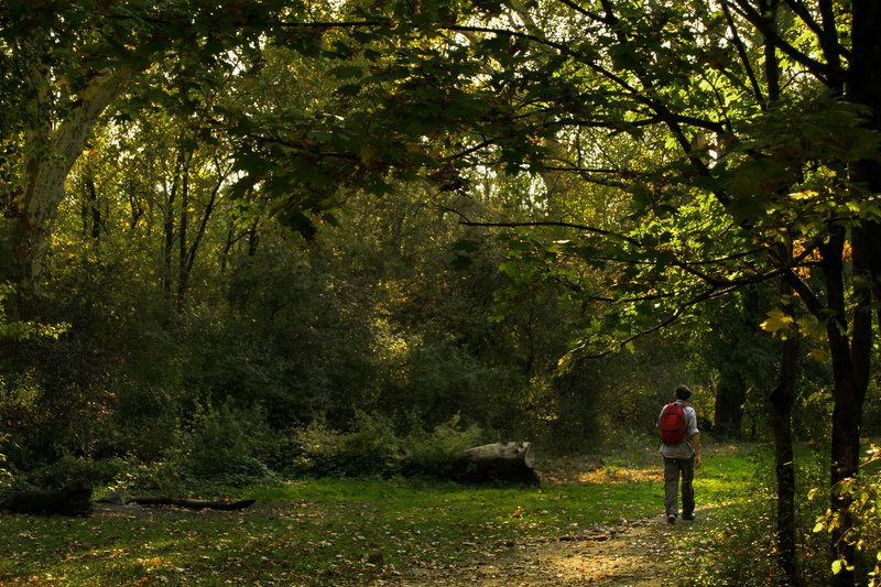 beauty in nature, woodland, nature, standing, feyssine, real people, land, 4K, landscape, leisure activity, tree, green color, full length, forest, lifestyles