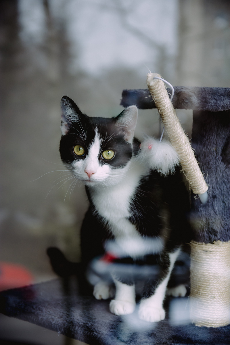 domestic cat, whisker, looking at camera, no people, pets, vertebrate, black color, 5K, focus on foreground, domestic, close-up, pet, gray, cat, purr