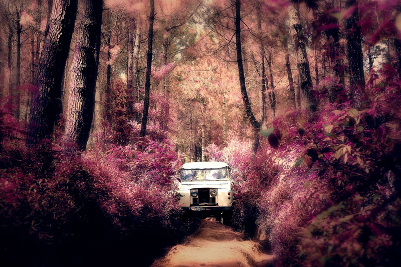 pink, indonesia, defender, no people, plant, day, land, autumn, travel, adventure, change, beauty in nature, scenics - nature, tranquil scene, outdoors