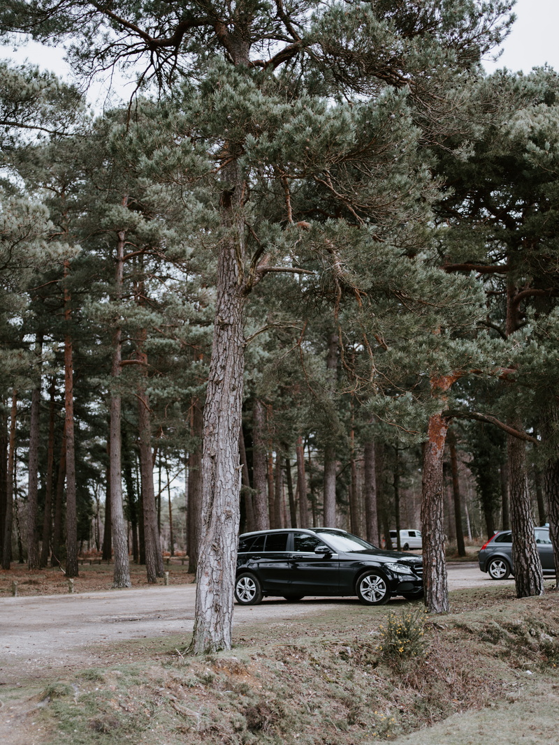 vehicle, conifer, trees, mode of transportation, black, car, nature, beside, abies, transportation, tire, day, car wheel, land, no people, sports car, coupe