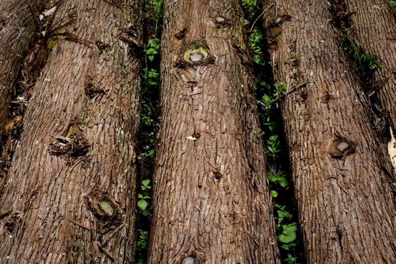 forest, leash, apparel, nature, land, botany, backgrounds, animal wildlife, full frame, handrail, clothing, close-up, bark, animal, animals in the wild