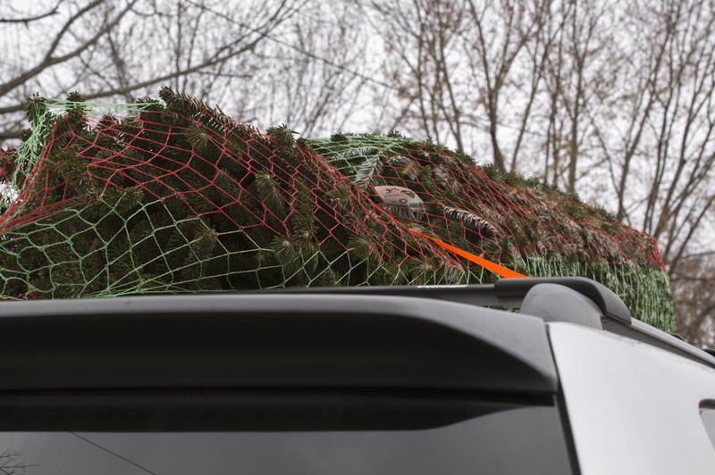 bare tree, nature, daytime, glass - material, green, car, windshield, outdoors, green pine, mode of transportation, christmas tree, beauty in nature, vehicle