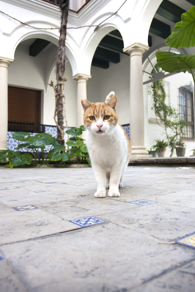 backyard, vertebrate, animals, no people, built structure, rodadebara, architecture, spain, felino, patio, bara, white, cat, gato, rocdesantgaieta, building exterior
