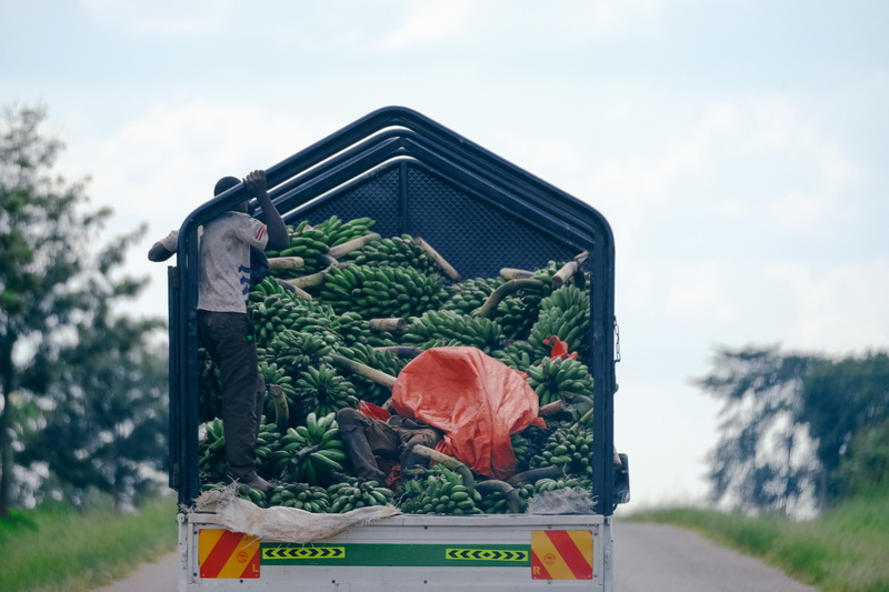 freshness, sky, vehicle, billboard, human, roof, box, transportation, asphalt, 5K, carrot, root vegetable, clothing, tree, no people, man, van, pants