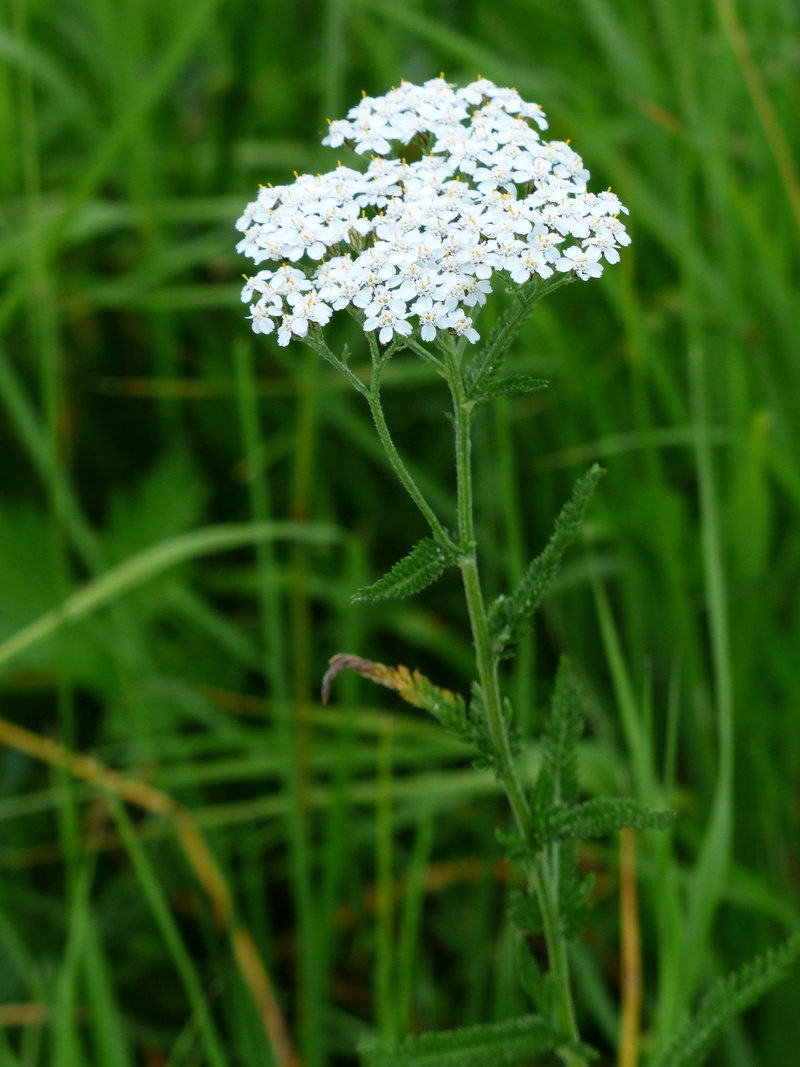 gachelkraut, cutting herbs, jungfrauenaug, gallon, schaff sheaf, gollenkraut, herigottruckenkraut, dusendblad, thousand gap, flower head, pork belly, sheep skis