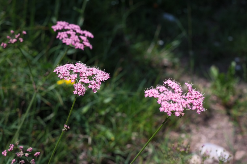 flower head, gruettblom, medicinal plant, botany, plant, jungfrauenaug, tile herb, rolegger, gallon, flowering plant, purple, poorbloeme, shabab football club