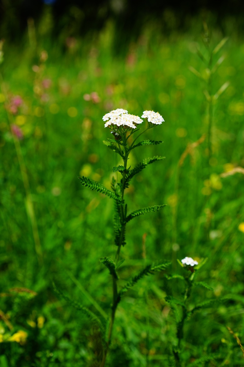 karpenkraut, tummy ache herbal, white reinfert, tranquility, roelken, garawa, poorbloeme, growth, blueme, green color, roleg, tausendaugbraun, cut, outdoors
