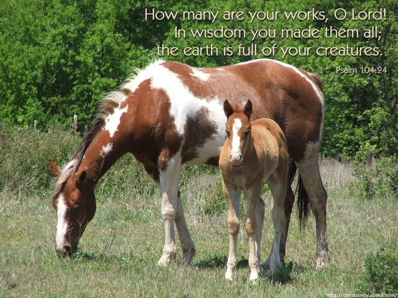 mammal, domestic animals, green color, agriculture, quote, day, two animals, animal themes, poster, herbivorous, no people, land, animal, religion, pets