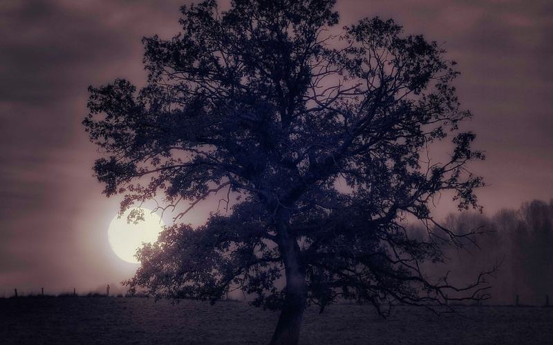 tree, 2560x1600, 1080P, sky, photography, tree decals, moon, field, birch tree