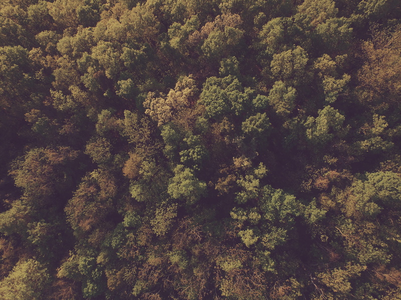 beauty in nature, foliage, fir tree, topdown, backgrounds, wood, green, tranquility, forrest, day, tree, lush foliage, 4K, leafe, coniferous tree, high angle view