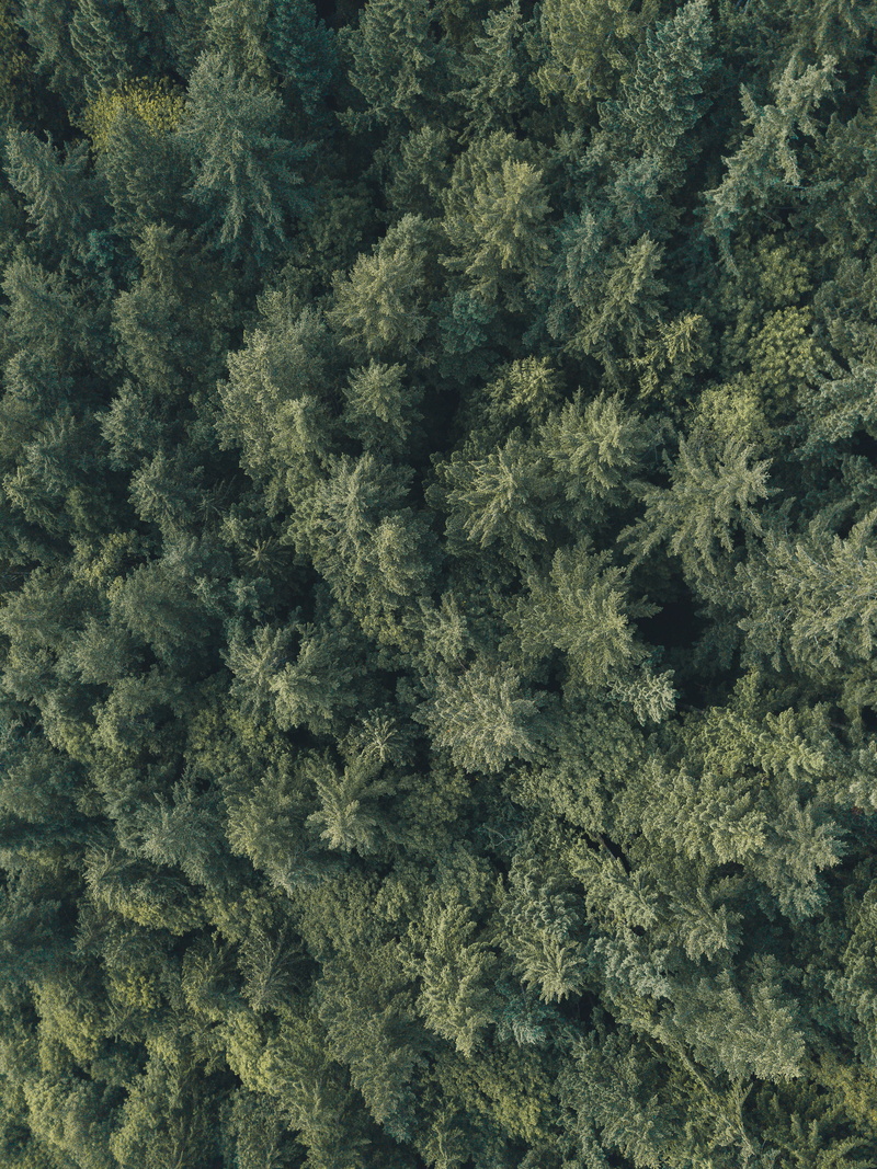 vancouver, coniferous Tree, fir Tree, scenics, camp, lush Foliage, backgrounds, environment, flight, drone view, aerial, plane, nature, plant, pine Tree