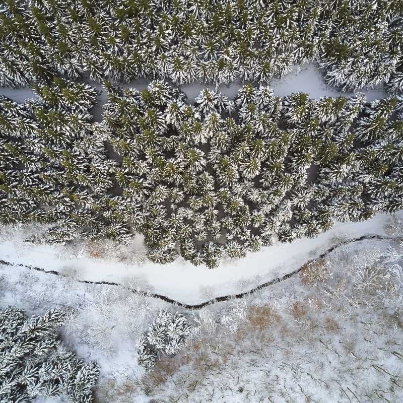 aerial, snowing, coniferous tree, trees, winter, day, beauty in nature, cold temperature, blizzard, leaf, tree, pine, landscape, forest, tranquility, land