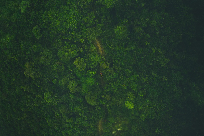 textured, s, bird, 4K, beauty in nature, green, abstract, color Image, growth, lush foliage, grunge, outdoors, no People, land, people, leisure activity