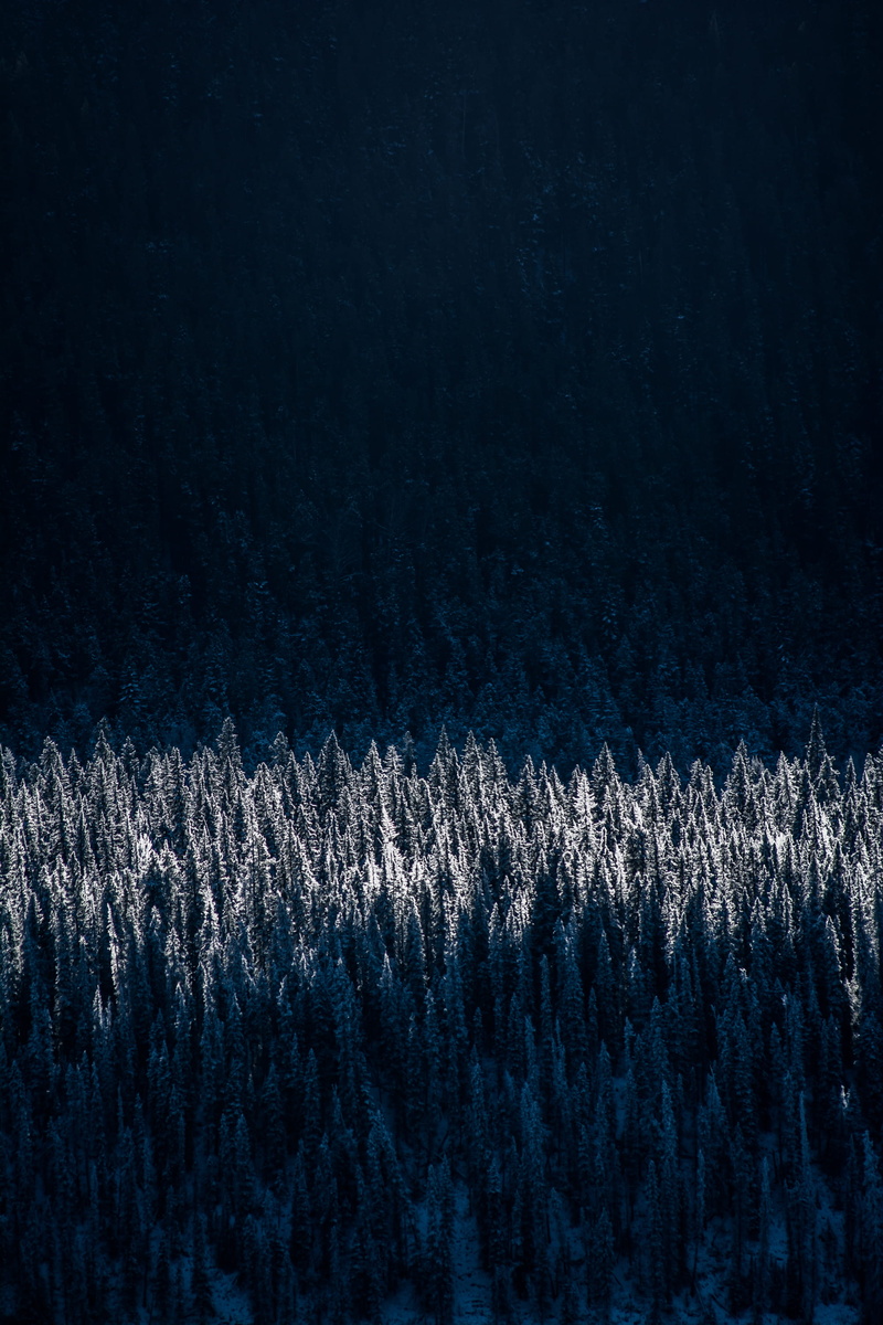 cold - Temperature, aerial, photography, tree, blue, black color, ice, trees, white color, pine, frost, photo, indoors, textile, green, close-up, no People