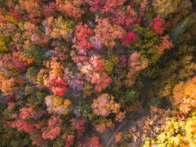 backgrounds, orange, drone, autumn collection, freshness, orange color, land, fall, full frame, assorted, forest, bird, green, foilage, plant, red, view