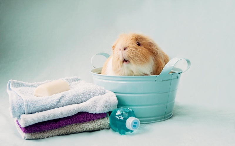 stay, stay meng, meng, hamsters, bucket, 1080P, towel