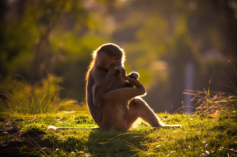 ground, tree, outdoors, eating, one animal, daytime, plant, lion, ape, forest, 5K, people, land, animals in the wild, baboon, moss, nature, grass, zoo animal