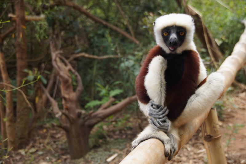 forest, animal wildlife, monkey, 5K, focus on foreground, day, animals in the wild, wildlife, branch, curious, sitting, looking, vertebrate, eyes, mammal