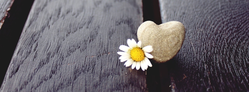 bank, wood, stone heart, shaped, plant, connectedness, flowering plant, flora, flower head, blossom, heart, 2K, flower, close, emotion, heart shape, indoors