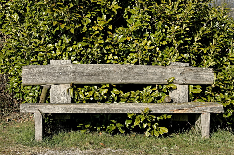 park, green, wood - material, resting place, growth, wood, relax, seat, silent, rest, empty, field, tranquility base, out, plant part, idyllic, park - man made space