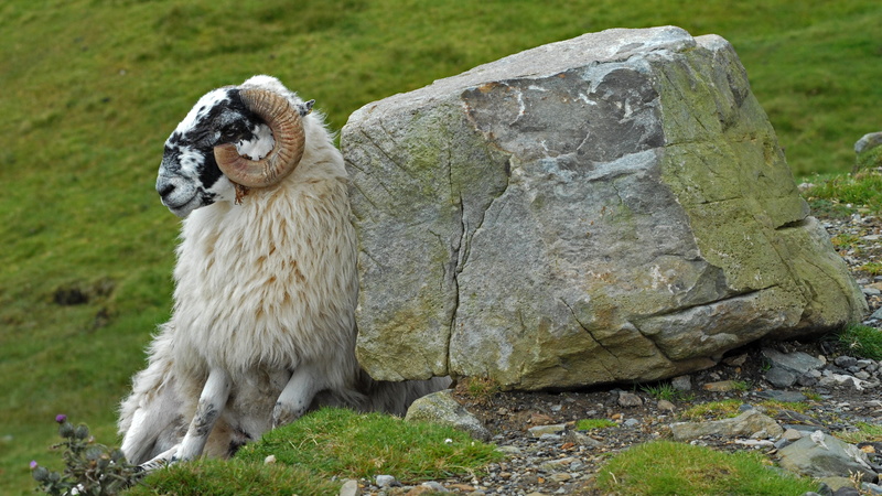 domestic, ireland, one animal, brown, day, 4K, plant, herbivorous, stone, vertebrate, rock - object, grass, beside, no people, animal wildlife, relaxed