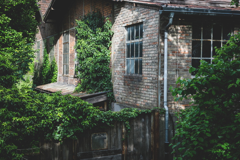 growth, garden, trees, stone wall, daylight, gray, house, door, window, outdoors, near, creeper plant, exterior, green color, windows, day, construction