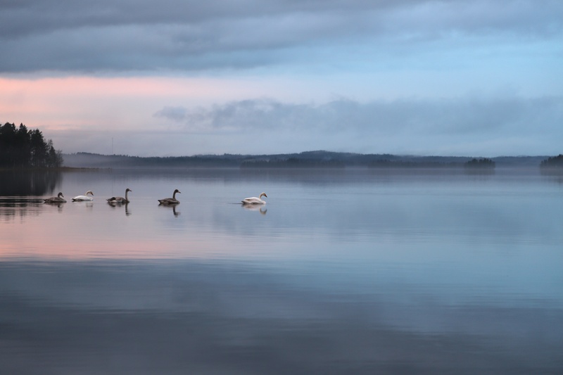 tree, november, reflection, silence, idyllic, cloud - sky, countryside, geese, nature, beach cottage, clouds, happiness, peace, animal, day, waterfront
