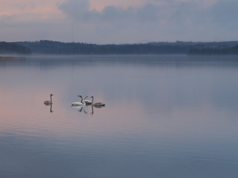no people, 2K, autumn, animal, tranquility, scenics - nature, landscape, evening, day, scenic, beauty in nature, vertebrate, silence, finnish, nature