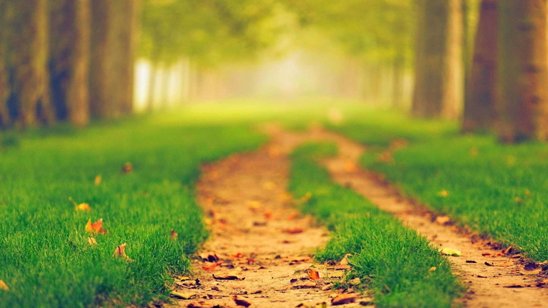 outdoors, landscape, rural scene, grass, environment, springtime, woodland, plants, plant, natural light, beauty in nature, land, depth of field, trees