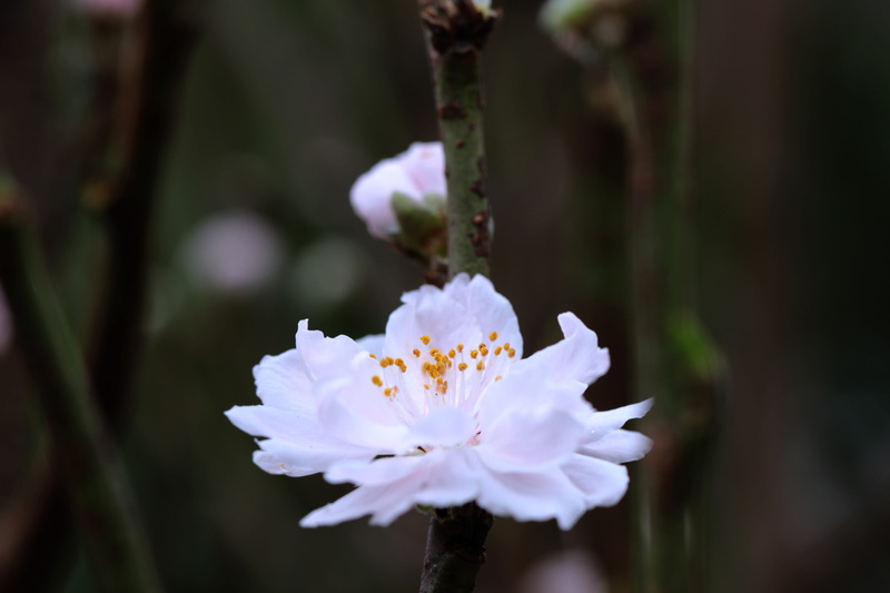 fragility, 5K, growth, pollen, plant, petal, flowering plant, freshness, selective focus, purple, close-up, beauty in nature, inflorescence, flower, white color