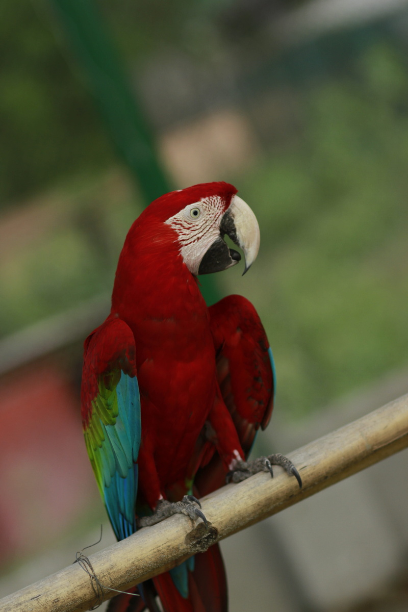 wildlife, nature, animal themes, colorful, animals in the wild, perching, day, scarlet macaw, 5K, focus on foreground, branch, macaw, parrot, vertebrate