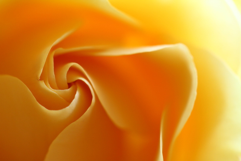 petal, yellow, 2K, flora, macro, flower, canon  7D, backgrounds, rose, close-up, nature