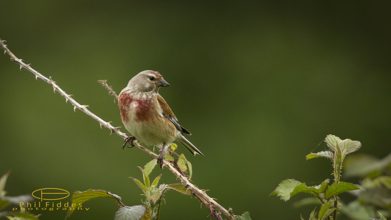 branch, focus, selective focus, 7D, Linnet, Sussex, photography, throated, nature, beak, standing, 1080P, bird, brown, wildlife, selective, Canon, daytime