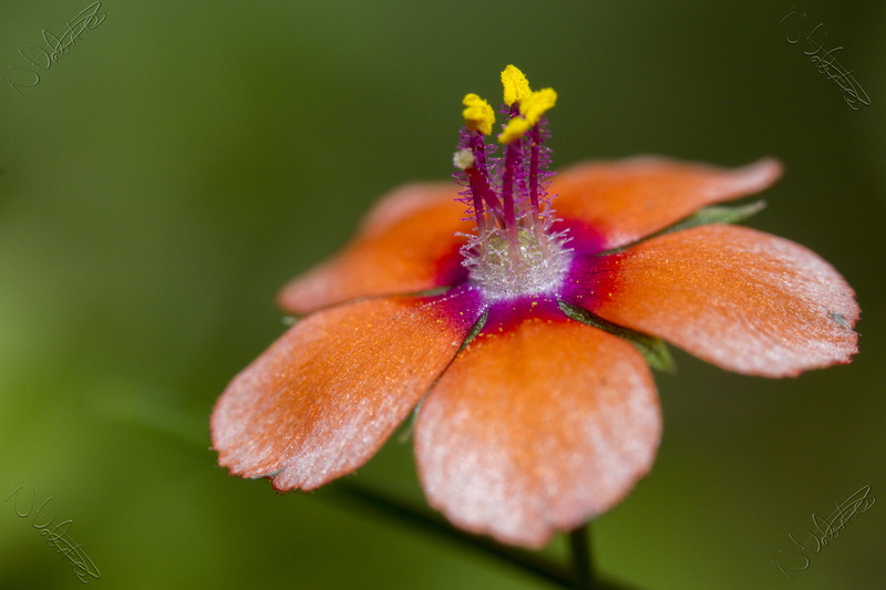 flower, petal, close-up, anagallis, plant, Tubes, 4K, Peterborough, pimpernel, brown, flower Head, scarlet, beauty In Nature, arvensis, Scarlet Pimpernel