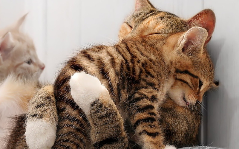 kitten, animals, kittens, hd, cats, 720P, cat, hug