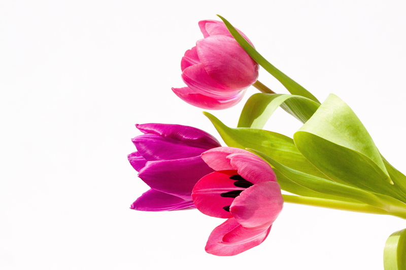 softness, schnittblume, violet, no people, three, red, flowers, fragility, flower, flora, petaled, 4K, spring, lily, screenshot, beauty in nature, copy space