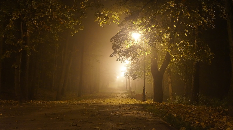 night time, beauty in nature, dark, 1080P, sun, light, lanterns, sunlight, plant, the way forward, land, growth, outdoors, photography, no people, scenics - nature