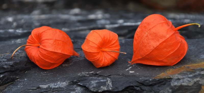 outstanding, three, flower, physalis alkekengi, structure, lampionblume, 5K, wood - Material, nature, no People, leaf, healthy eating, bright, yellow