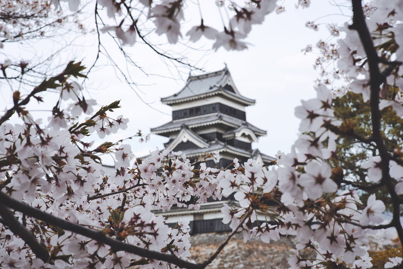 blossom, no people, day, 5K, flowers, cherry blossom, freshness, architecture, flower, castle, flora, season, branch, matsumoto, belief, flowering plant