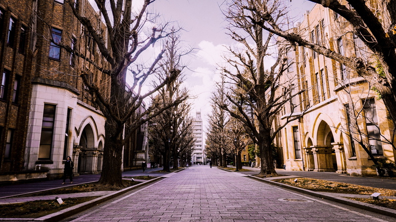 tree, city, architecture, winter, transportation, street, direction, road, treelined, 5K, plant, built structure, outdoors, day, history, sky, bare tree