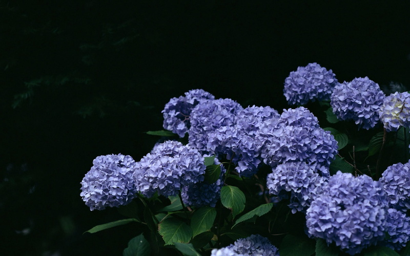 softness, summer, 2K, flowering plant, green Color, backgrounds, hydrangeas, plant, vulnerability, nature, pink Color, flower Head, inflorescence, branch
