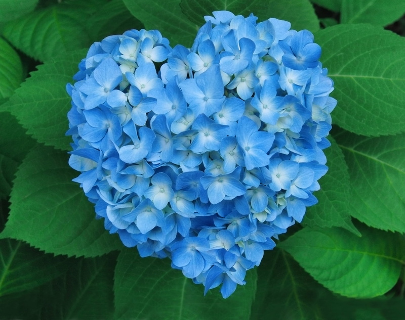 Flower, Heart, 2K, Hydrangea, Flowers, Blue Flower