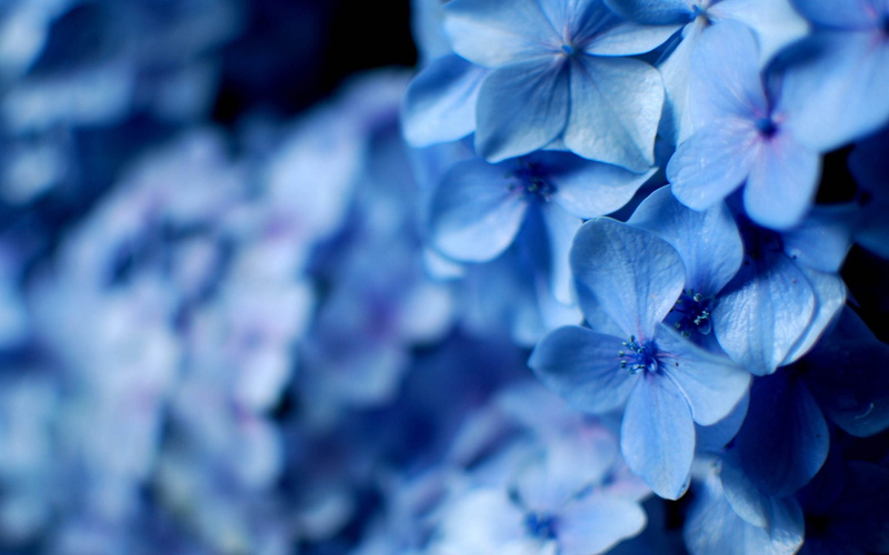 hydrangea, depth of field, photography, nature, 2K, flowers
