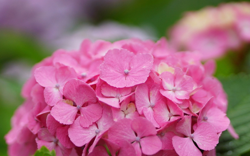 Hydrangea, Flowers, 2K, Beautiful, Pink